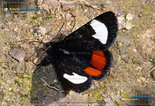 Thumbnail image #1 of the Grapevine Epimenis Moth