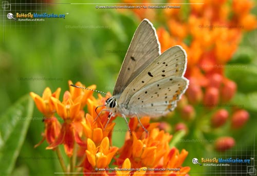 Thumbnail image #3 of the Gray Copper Butterfly