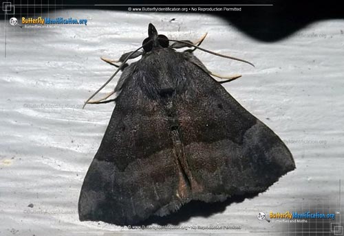 Thumbnail image #1 of the Gray-edged Hypena Moth