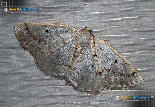Thumbnail image #1 of the Gray Spring Moth