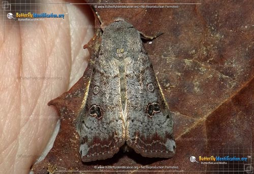 Thumbnail image #1 of the Green Cutworm Moth