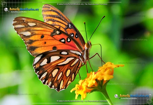 Thumbnail image #4 of the Gulf Fritillary Butterfly