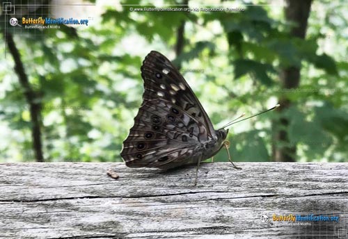 Thumbnail image #6 of the Hackberry Emperor Butterfly
