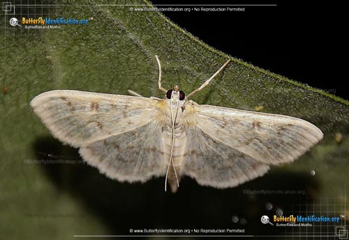 Thumbnail image #1 of the Herpetogramma abdominalis Moth