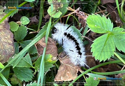 Thumbnail image #2 of the Hickory Tussock Moth
