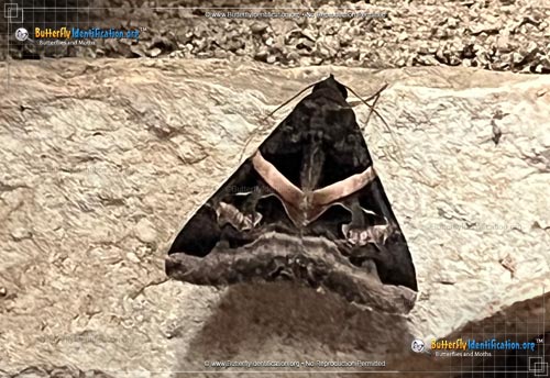 Thumbnail image #2 of the Indomitable Graphic Moth