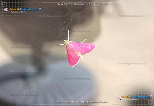 Thumbnail image #4 of the Inornate Pyrausta Moth