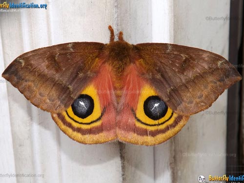 Thumbnail image #3 of the Io Moth