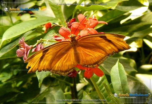 Thumbnail image #2 of the Julia Longwing Butterfly