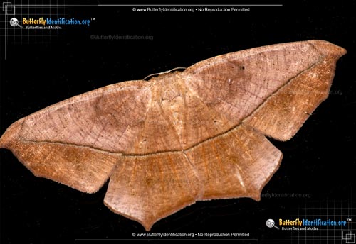 Thumbnail image #1 of the Large Maple Spanworm Moth