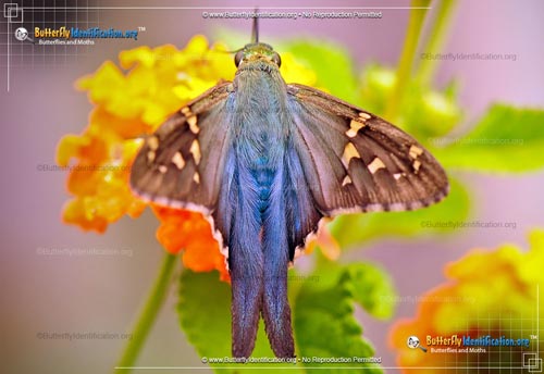 Thumbnail image #1 of the Long-Tailed Skipper