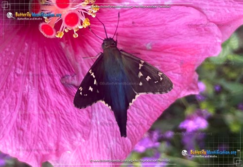 Thumbnail image #2 of the Long-Tailed Skipper