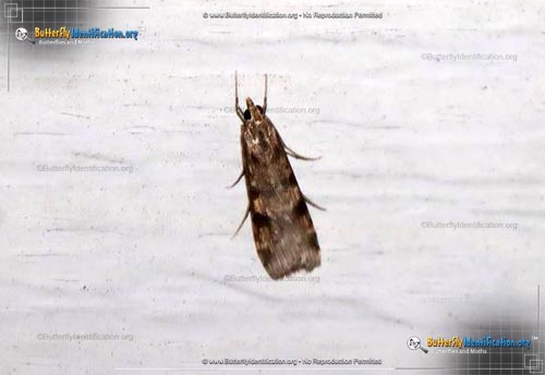 Thumbnail image #2 of the Lucerne Moth