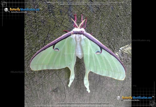 Thumbnail image #2 of the Luna Moth