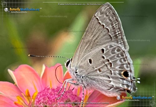 Thumbnail image #2 of the Mallow Scrub-Hairstreak Butterfly