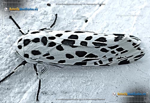 Thumbnail image #1 of the Many-spotted Tiger Moth