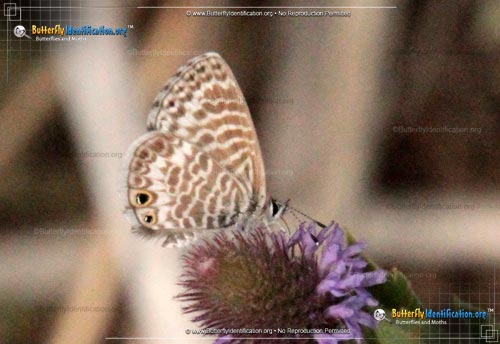 Thumbnail image #1 of the Marine Blue Butterfly