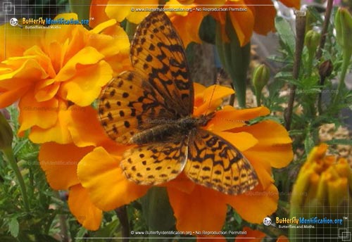 Thumbnail image #5 of the Meadow Fritillary