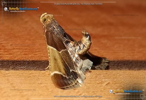 Thumbnail image #3 of the Meal Moth