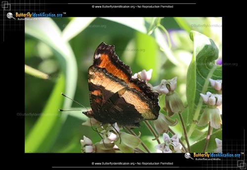 Thumbnail image #2 of the Milbert's Tortoiseshell Butterfly