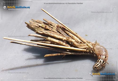 Thumbnail image #4 of the Mini Bagworm Moth