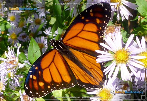 Thumbnail image #1 of the Monarch Butterfly