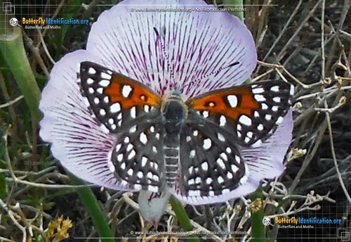 Thumbnail image #1 of the Mormon Metalmark Butterfly
