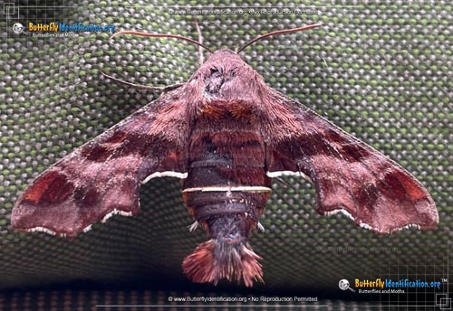 Thumbnail image #6 of the Nessus Sphinx Moth