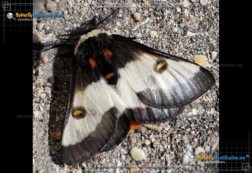 Thumbnail image #1 of the Nevada Buck Moth