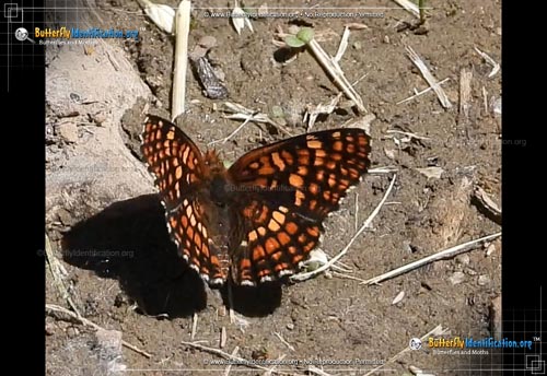Thumbnail image #1 of the Northern Checkerspot