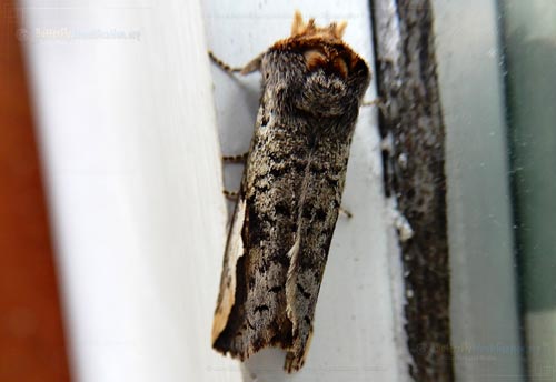Thumbnail image #2 of the Orange-humped Mapleworm Moth