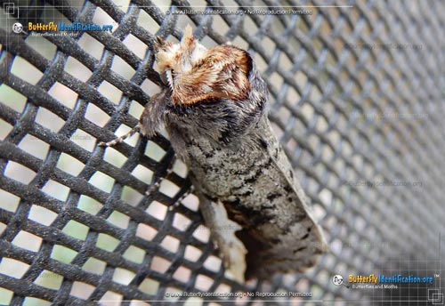 Thumbnail image #3 of the Orange-humped Mapleworm Moth