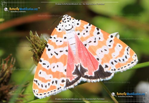 Thumbnail image #2 of the Ornate Bella Moth