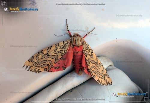 Thumbnail image #1 of the Painted Tiger Moth