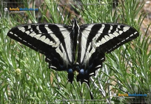 Thumbnail image #1 of the Pale Tiger Swallowtail Butterfly