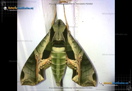 Thumbnail image #6 of the Pandorus Sphinx Moth