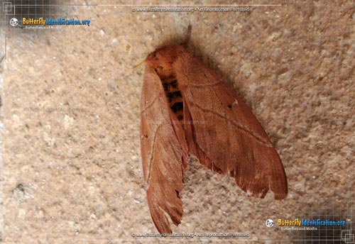 Thumbnail image #2 of the Periphoba arcaei Moth