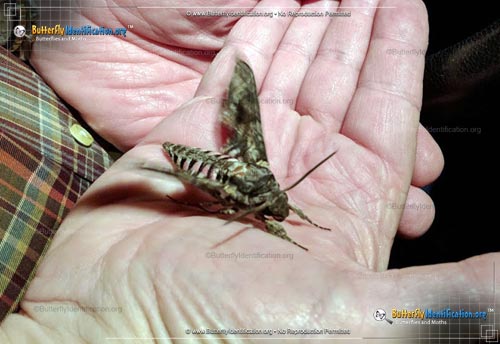 Thumbnail image #3 of the Pink-spotted Hawkmoth