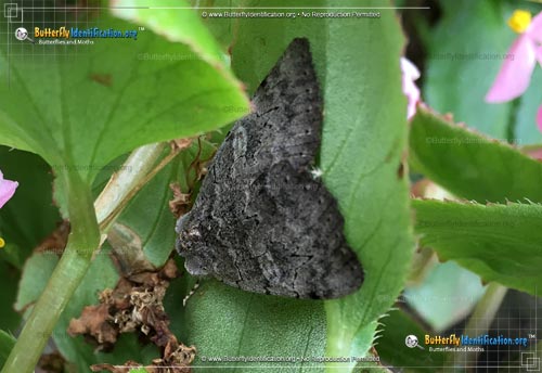 Thumbnail image #2 of the Pink Underwing Moth