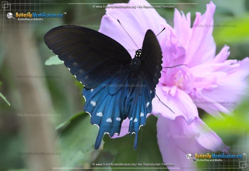 Thumbnail image #6 of the Pipevine Swallowtail
