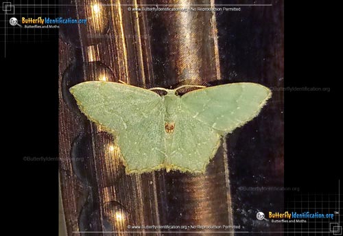 Thumbnail image #1 of the Pistachio Emerald Moth