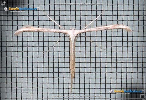 Thumbnail image #2 of the Plume Moth
