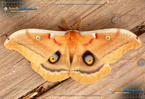 Thumbnail image #1 of the Polyphemus Moth