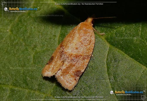 Thumbnail image #1 of the Privet Tortrix Moth