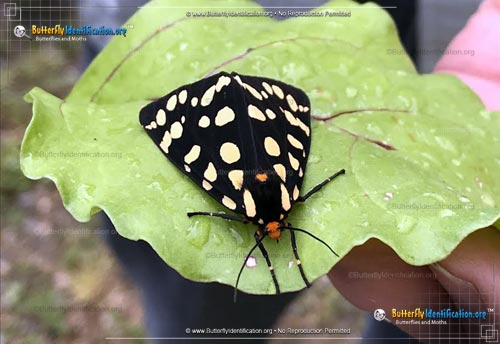 Thumbnail image #2 of the Ranchman's Tiger Moth