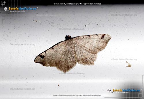 Thumbnail image #3 of the Red-headed Inchworm Moth