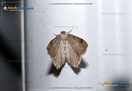Thumbnail image #4 of the Red-headed Inchworm Moth