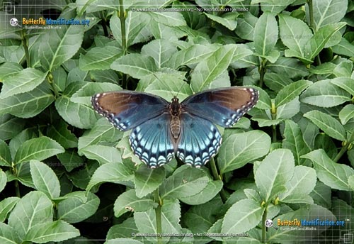 Thumbnail image #4 of the Red-spotted Purple Admiral Butterfly