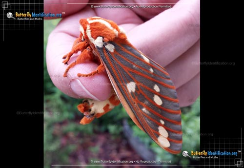 Thumbnail image #4 of the Regal Moth