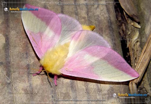 Thumbnail image #6 of the Rosy Maple Moth